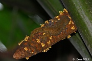 DSC_9263_01 Ailuronyx trachygaster giant bronze gecko_tn